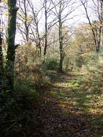 Woodland path